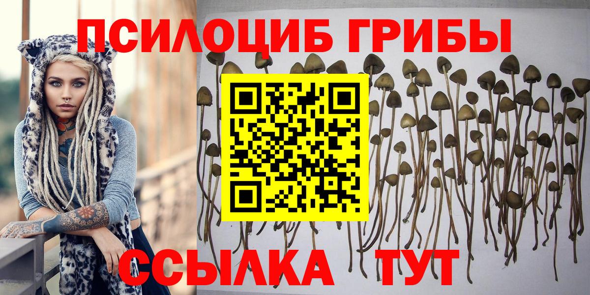 Псилоцибиновые грибы Psilocybine cubensis Кохма